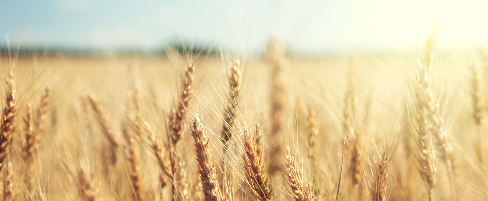 wheat field