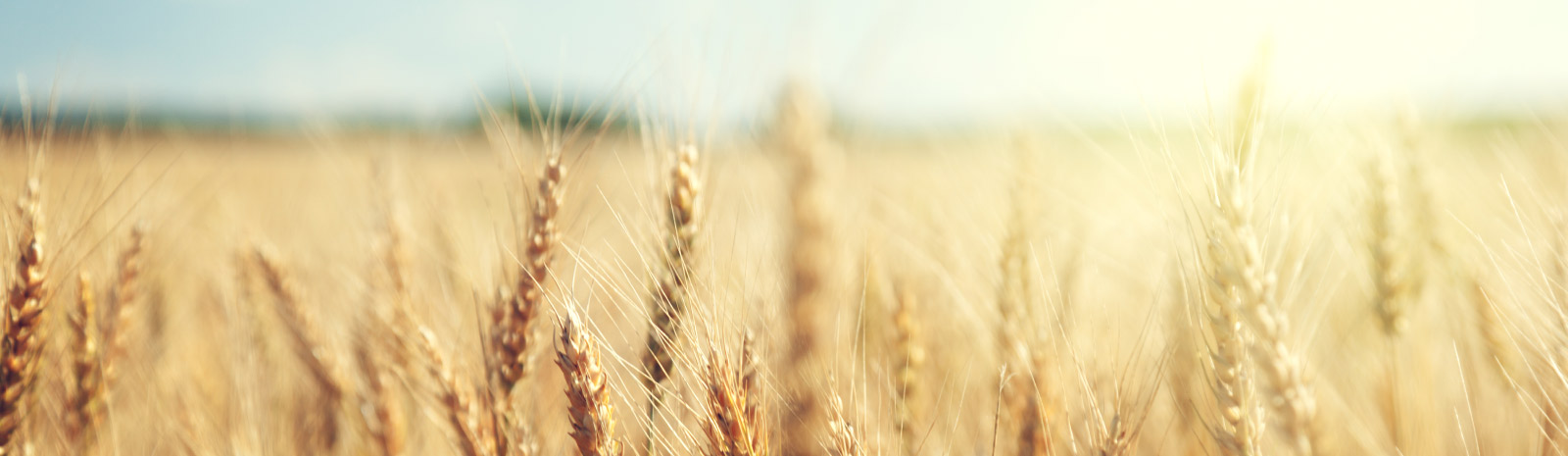 wheat field